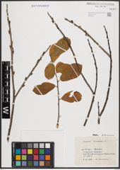 Foto von Salix cinerea L.